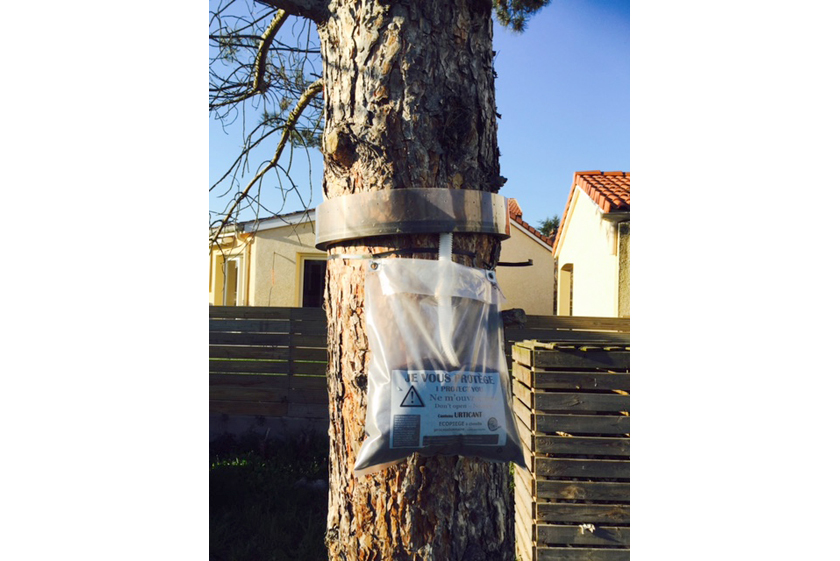 Pose d’éco-piège chenilles processionnaires