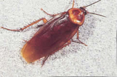 3 blatte americaine