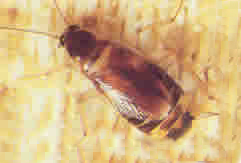 4 blatte desmeubles