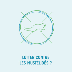 lutte fouine