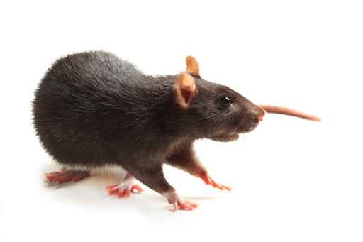 rat noir